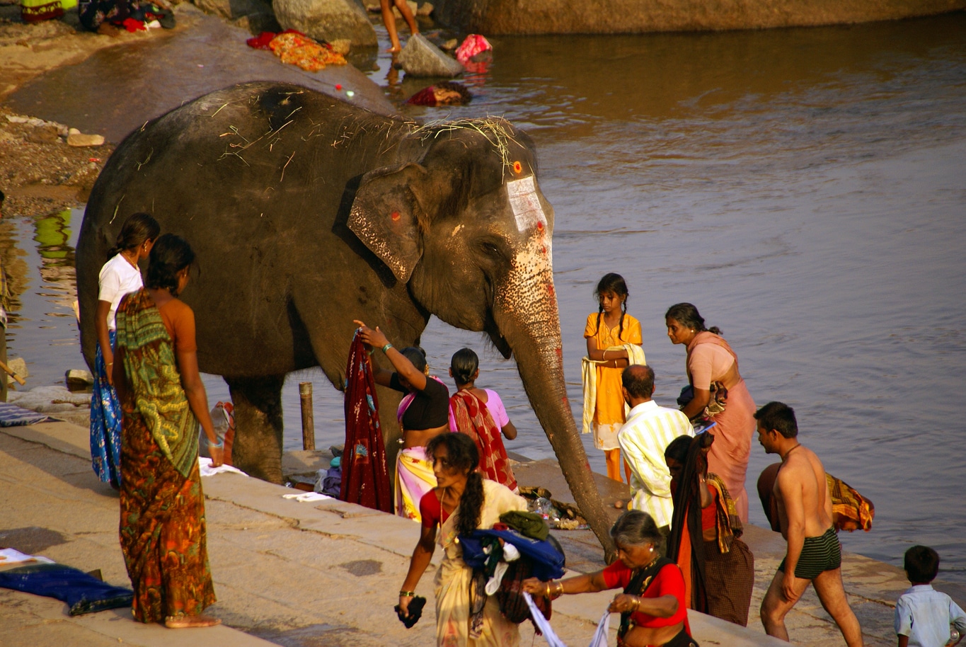 Toilette de l'éléphante du temple dans La rivière Tungabhadra à Hampi - Lors de mes voyages en Inde