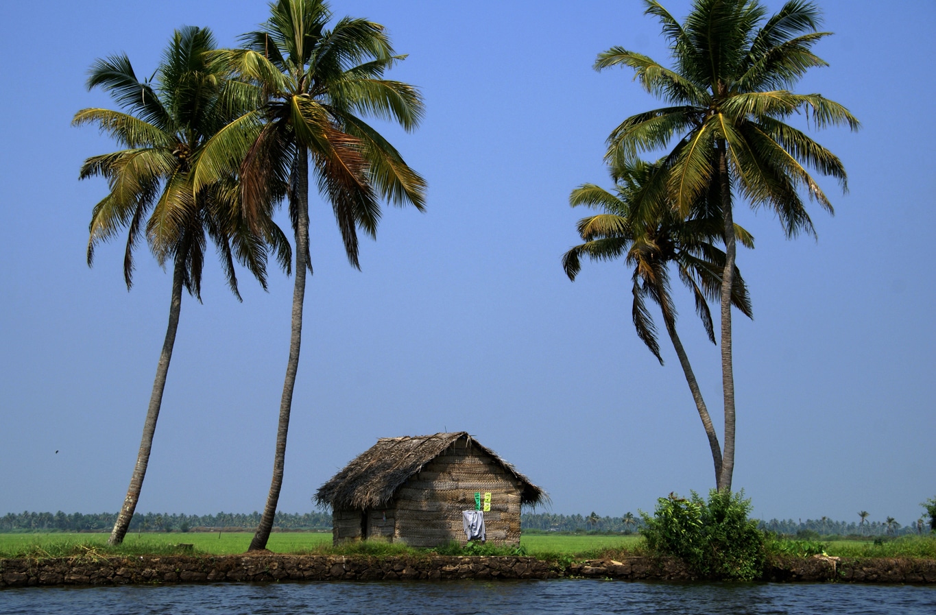 Paysage insolite depuis un public boat sur les backwaters Allepey Lors de mes voyages en Inde