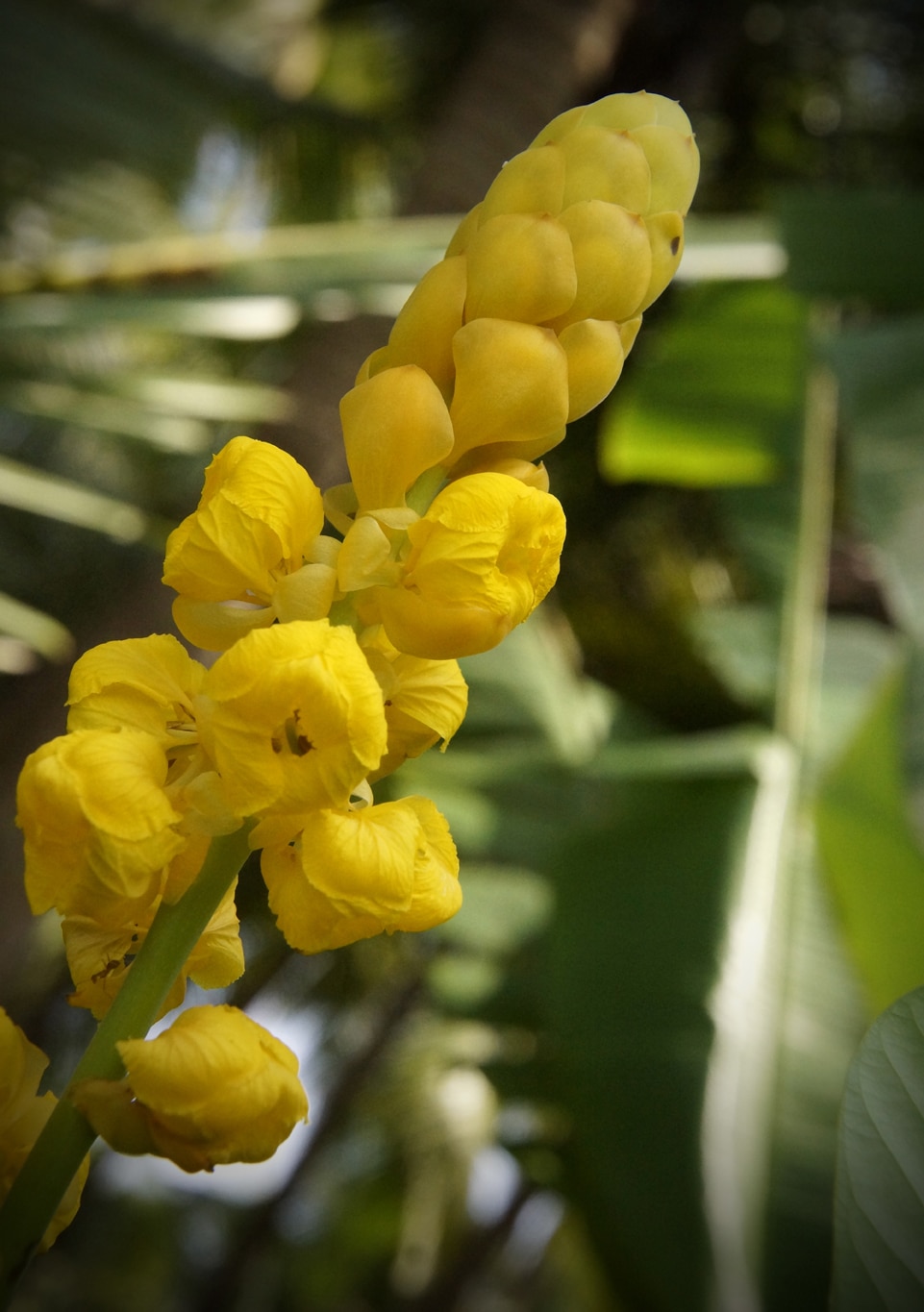 fleur jaune en épi le long de la rivière à Nileshwaram Kerala Lors de mes voyages en Inde