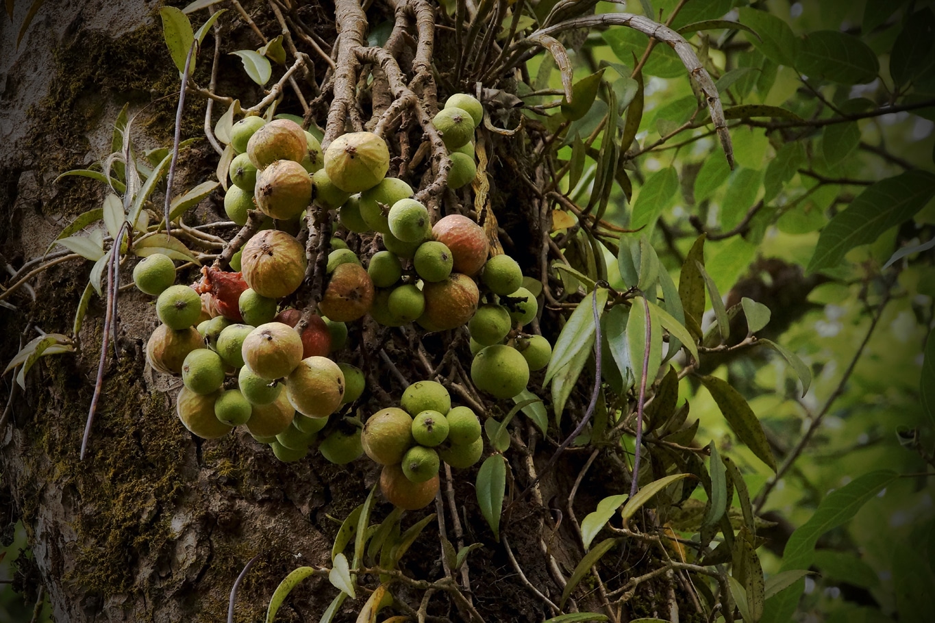fruit étrange ressemblant à la figue Azhikode Kannur Kerala Lors de mes voyages en Inde