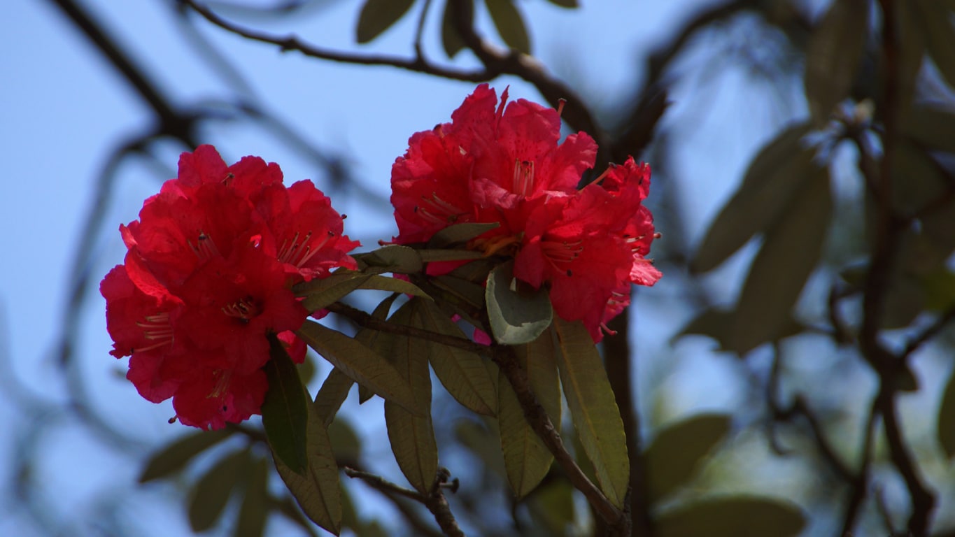 Rhododendrons en fleurs à Shimla Lors de mes voyages en Inde