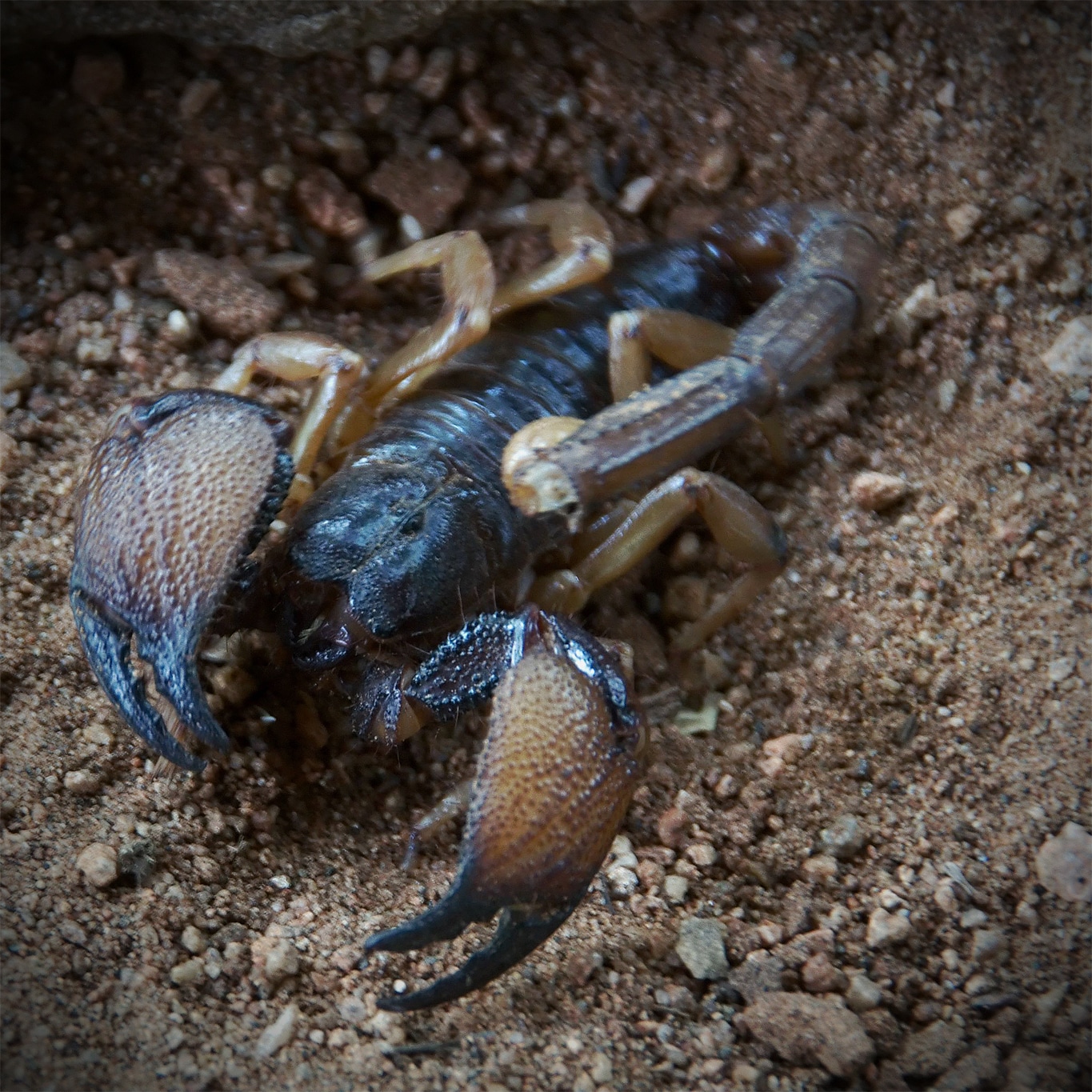 scorpion noir silent valley Kerala Lors de mes voyages en Inde