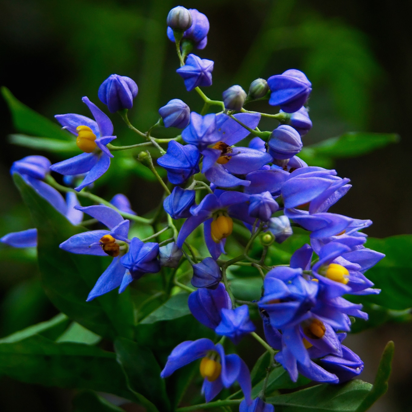 Une somptueuse fleur sauvage d'un bleu intense et coeur jaune vif - Attapady silent valley