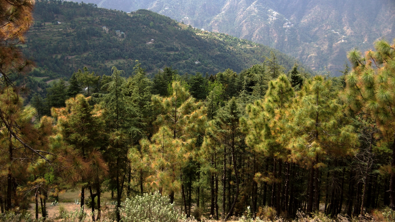 forêt de conifères autour de Shimla Lors de mes voyages en Inde