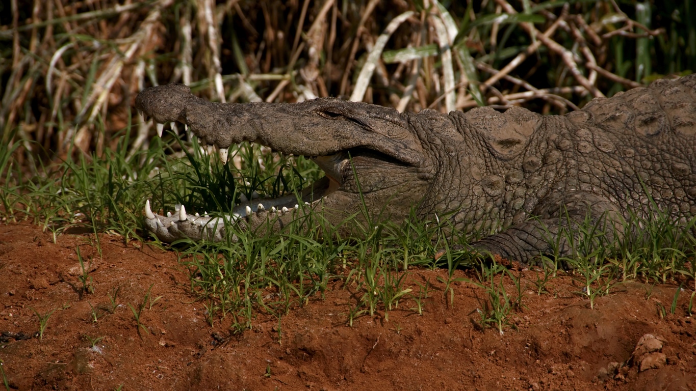 crocodile en bordure de rivière Ranganathittu bird sanctuary Srirangapattna Mysore Lors de mes voyages en Inde