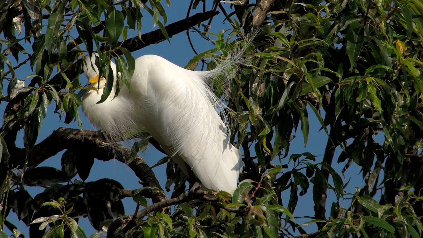 somptueuse spatule blanche Ranganathittu bird sanctuary Srirangapattna Mysore Lors de mes voyages en Inde