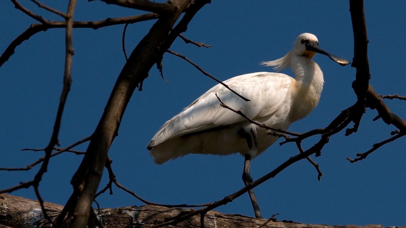 spatule blanche perchée sur fond de ciel bleu Ranganathittu bird sanctuary Srirangapattna Mysore Lors de mes voyages en Inde