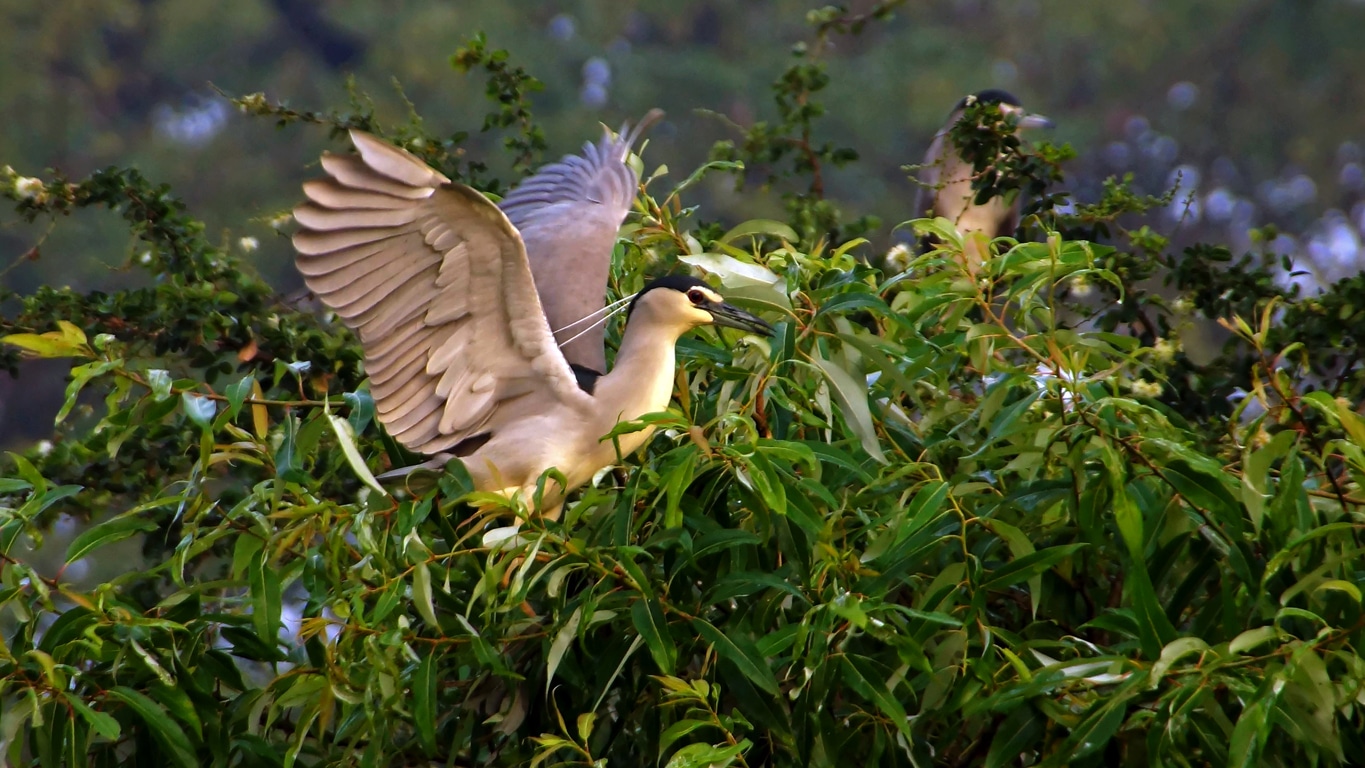 oiseau ailes déployées à Ranganathittu bird sanctuary Srirangapattna Mysore