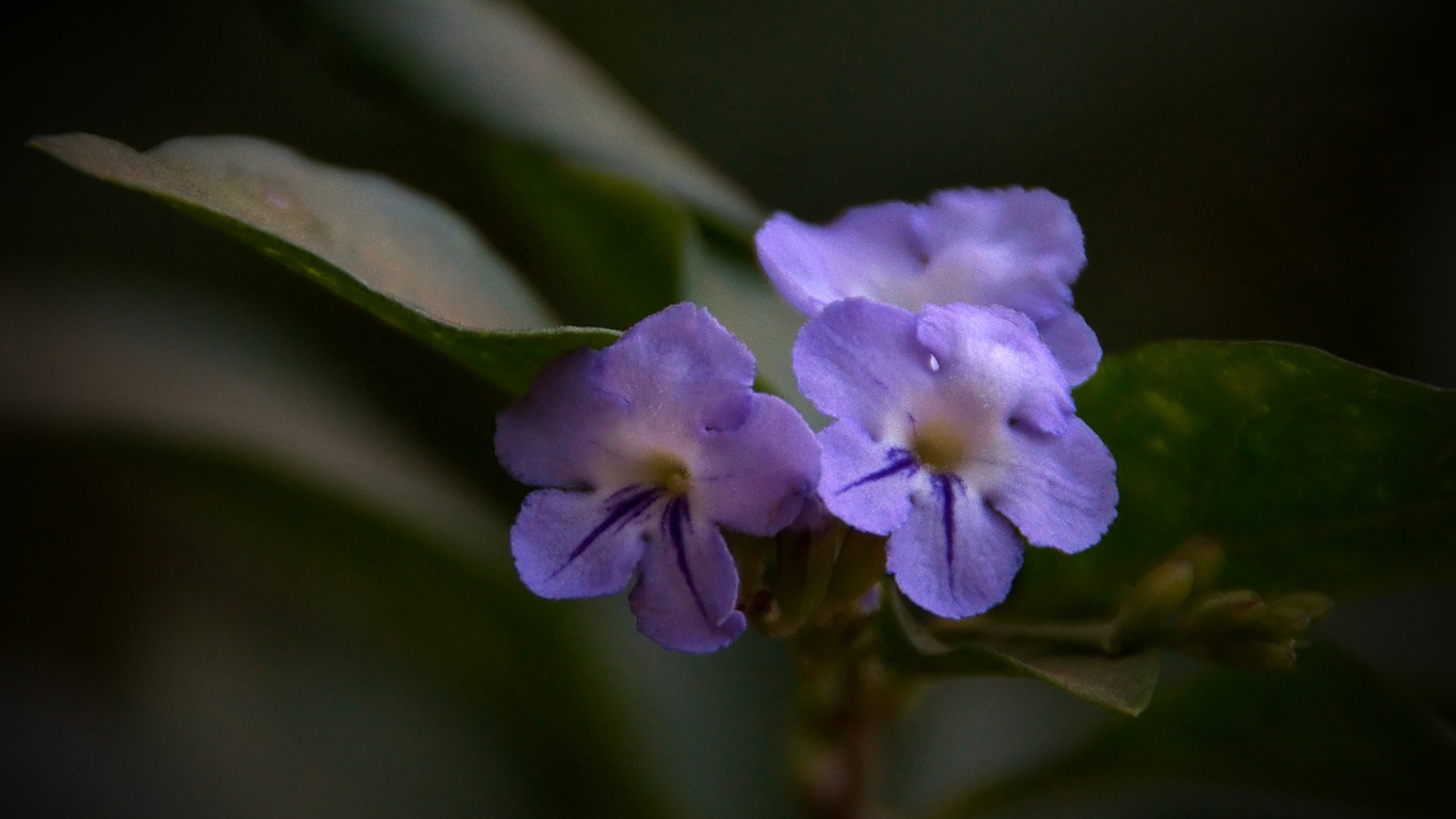 fleur sauvage violette à Madikeri dans le Coorg Lors de mes voyages en Inde