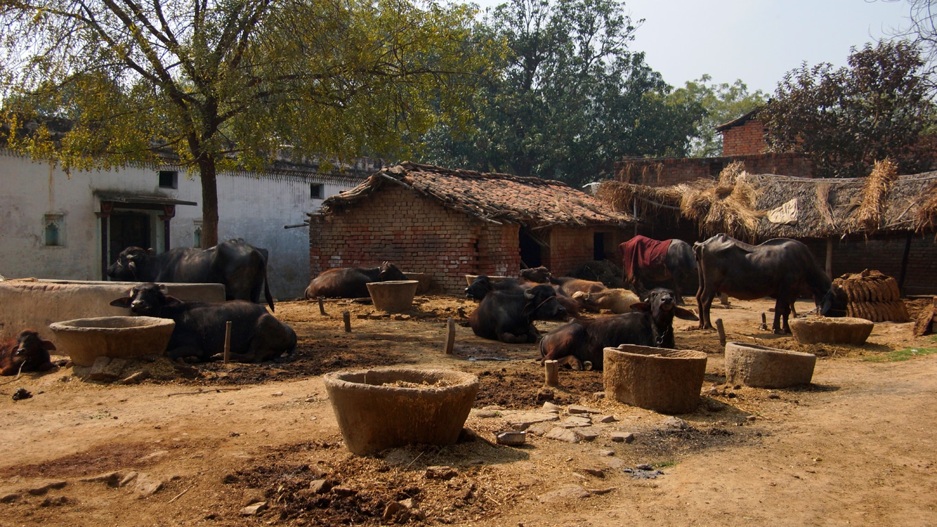 Sur la place d'un petit village vraiment typique aux environs de Varanasi - Lors de mes voyages en Inde