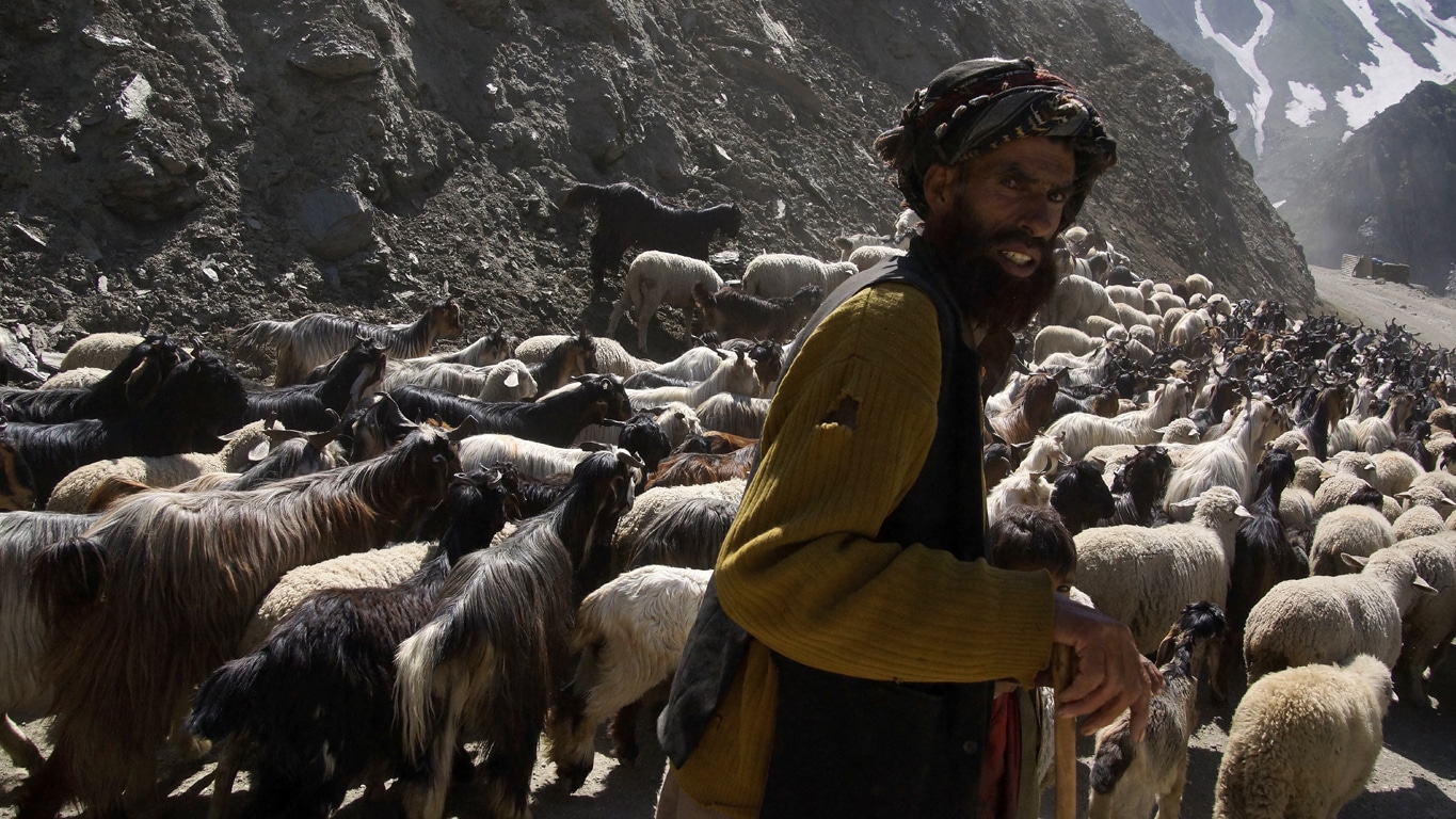 escorté par leur berger un énorme troupeau de moutons envahit la route - Cachemire - Srinagar