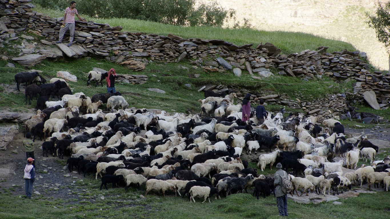 rassemblement des chèvres pour la traite en route pour le Zanskar