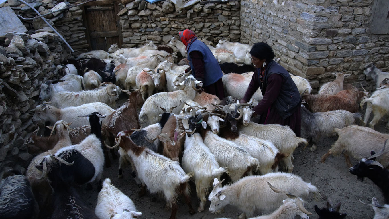 Préparation des chèvres pour la traite au lac Tsomo Riri