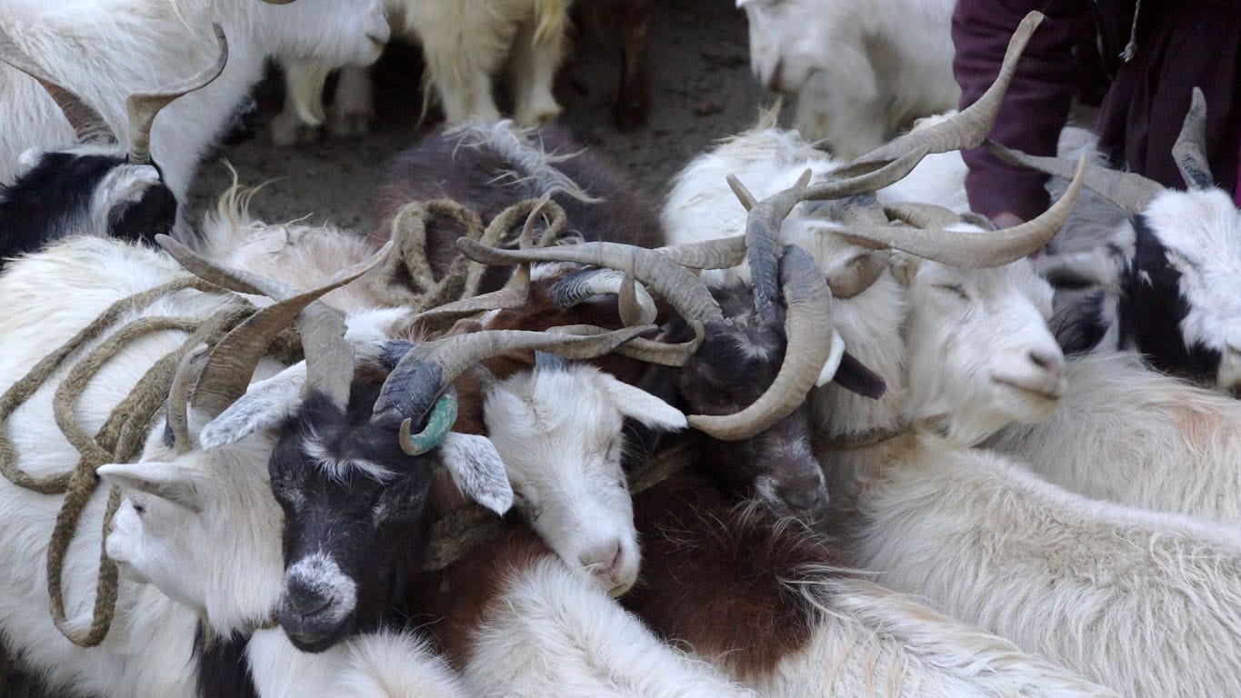 Les cornes des chèvres sont entrelacées les unes dans les autres et attachées pour la traite au lac Tsomo Riri