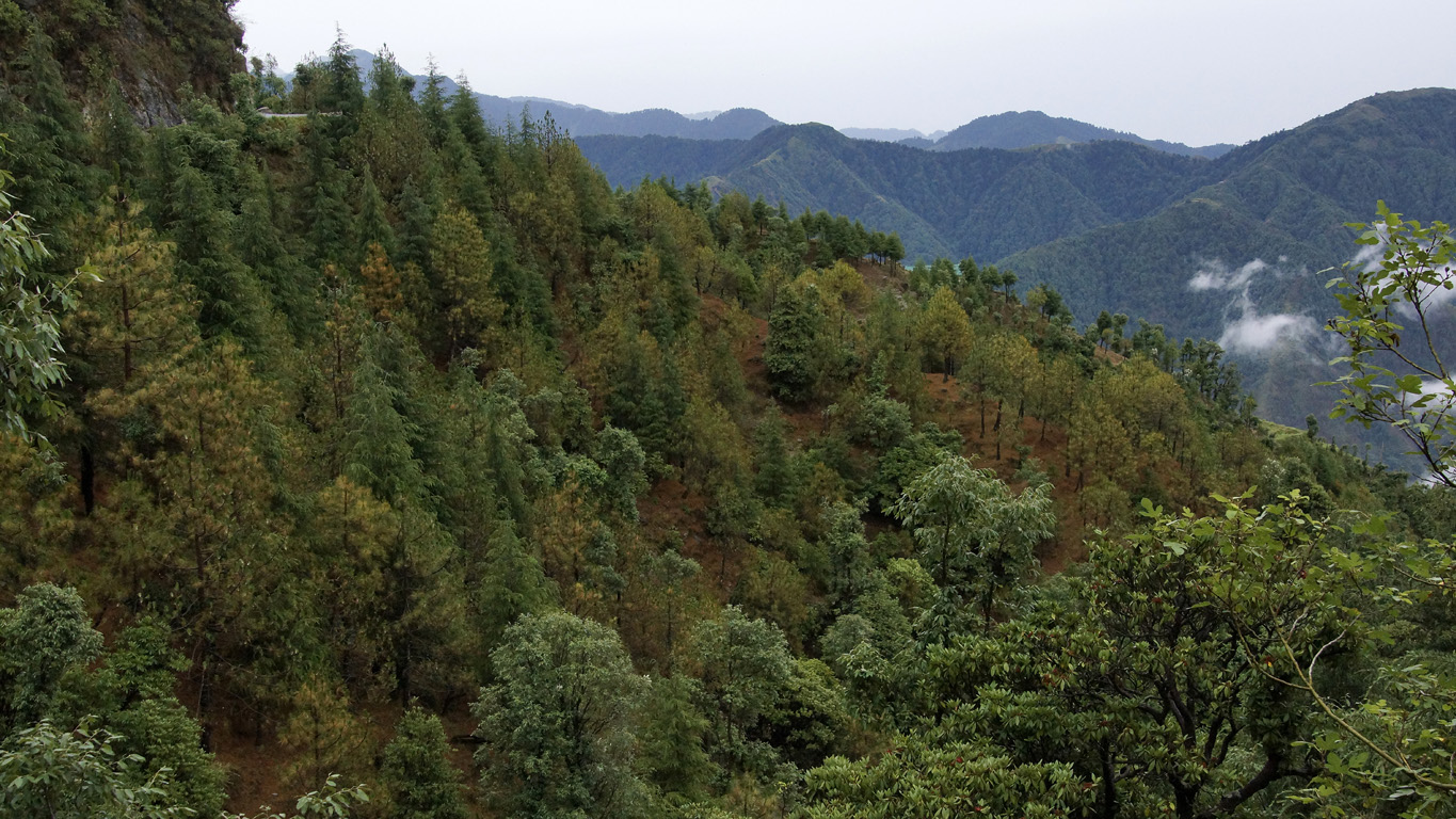 Paysage de forêts en quittant Dharamsala pour Chamba - Himachal Pradesh