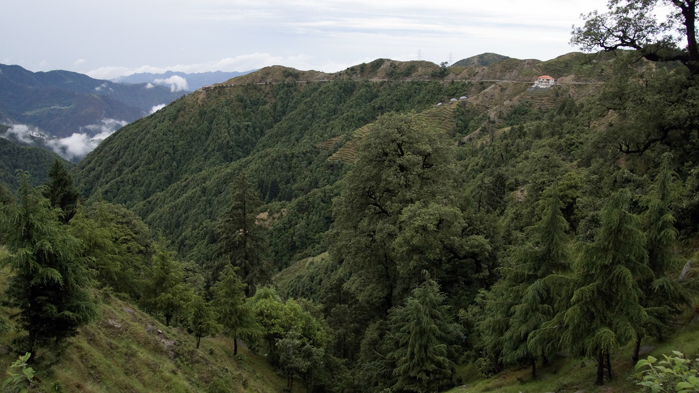 La forêt entre Dharamsala et Chamba - Himachal Pradesh