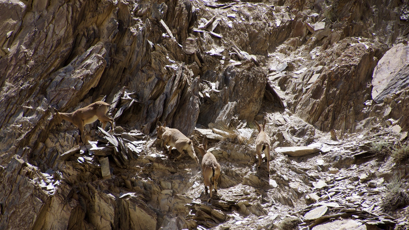 Une troupe de jeunes ibex gambadent à travers les éboulis et les rochers déchiquetés deux jeunes ibex chemin de randonnée de Chilling au village de Sumdah Chen Mo.