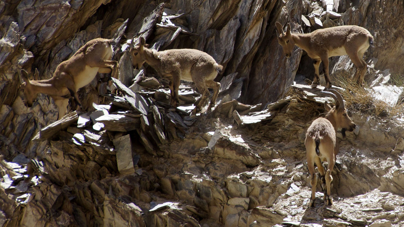 quatre jeunes ibex aperçus depuis le chemin de randonnée de Chilling au village de Sumdah Chen Mo.