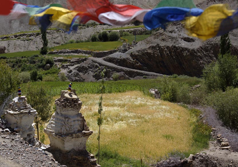 Jolie vue sur un champ d'orge doré et autres cultures depuis le village de Lamayuru Ladakh