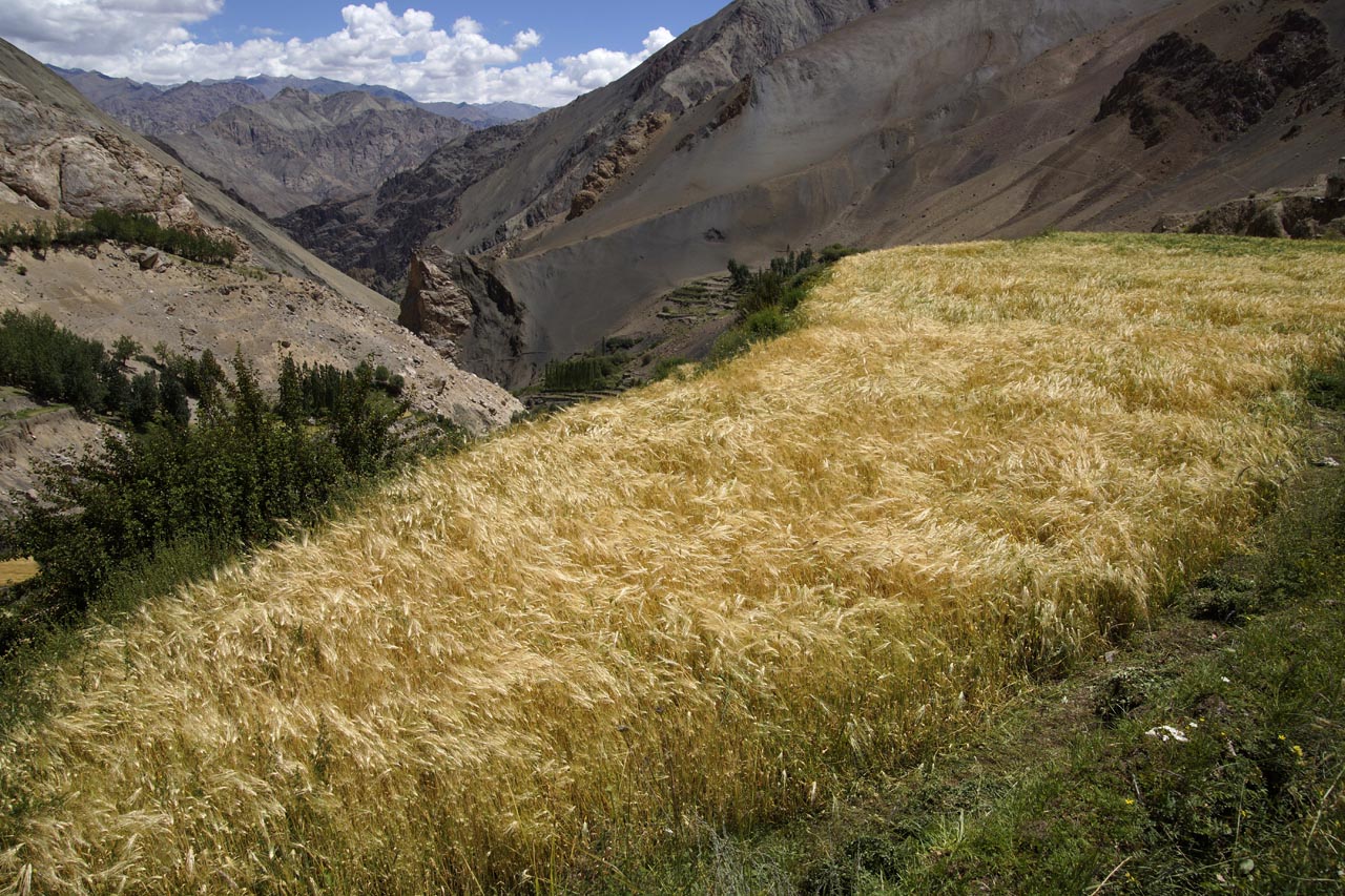 Une langue d'or : un champ d'orge à Mang Gyu Ladakh