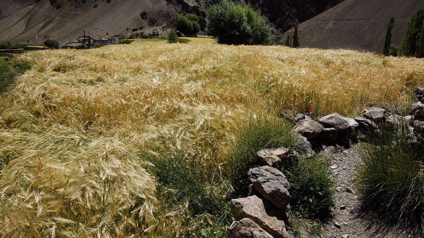 Un superbe champ d'orge doré à Mang Gyu - Ladakh