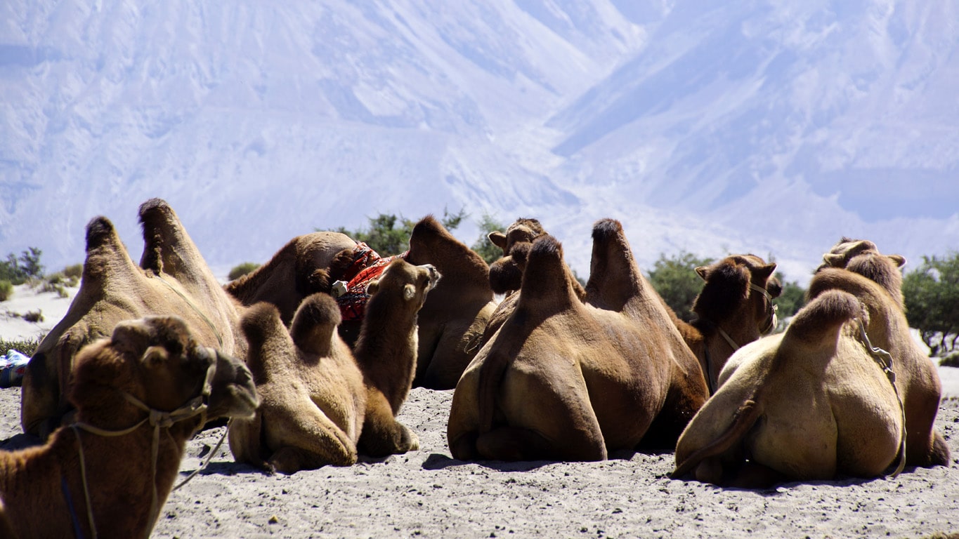 Les chameaux de Bactriane à Hunder au pied du Karakoram près de Diskit vallée de la Nubra Ladakh