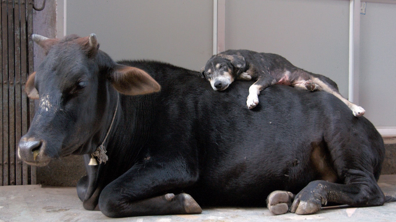 Photo insolite : un jeune chien dort paisiblement sur le dos d'une vache au city market Bangalore