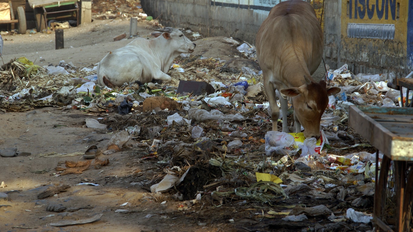Les vaches se repaissent d'ordures à Chitradurga Karnataka
