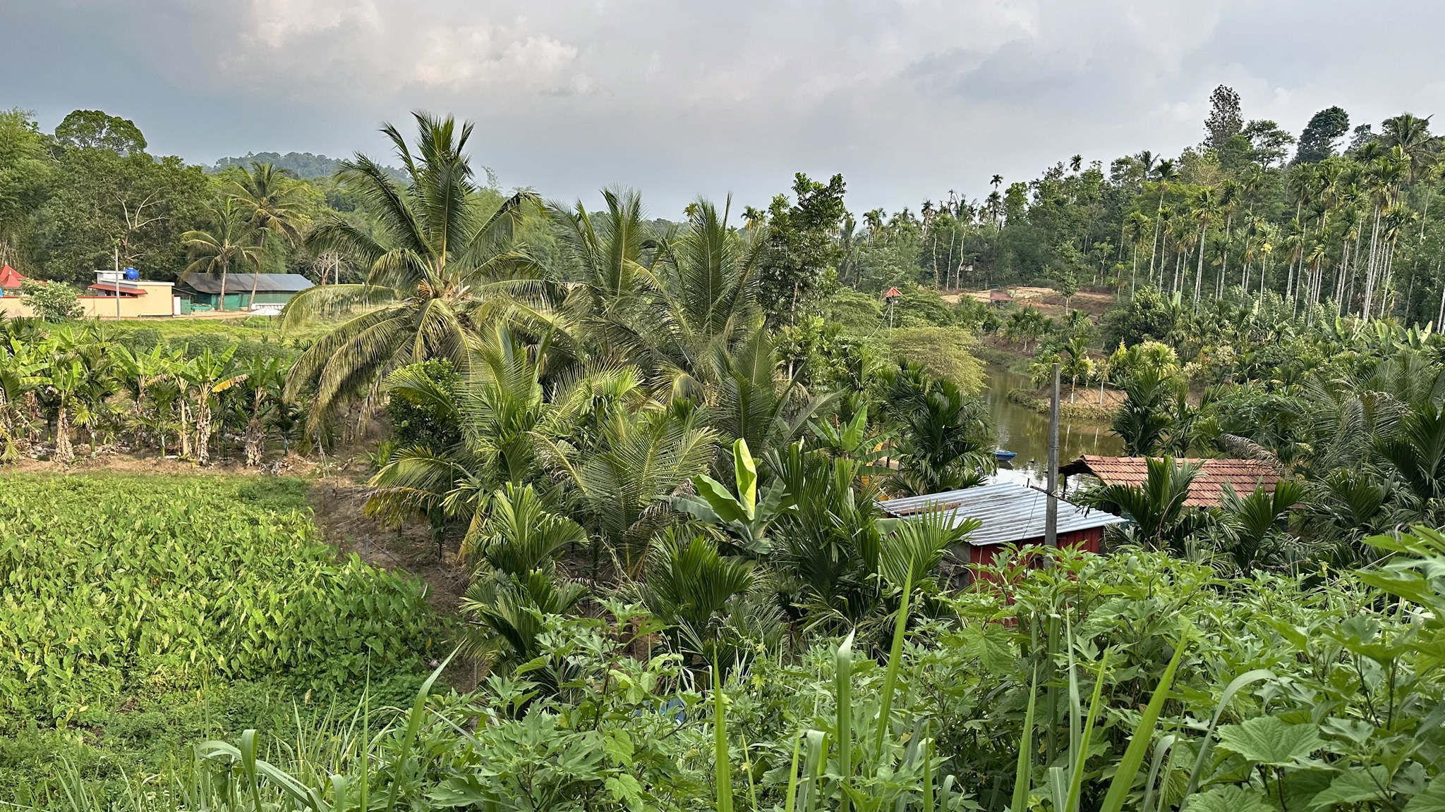 Une poitrine ensanglantée - Achoura - chiite - Vellore
