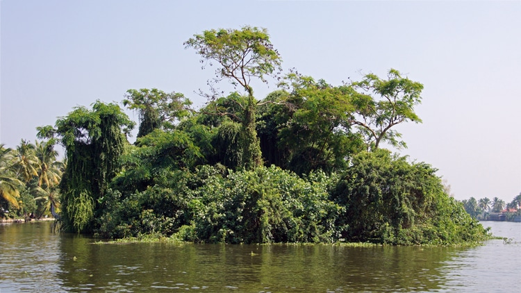 Les backwaters d’Allepey / L’Inde jusqu’à soi-même (8)